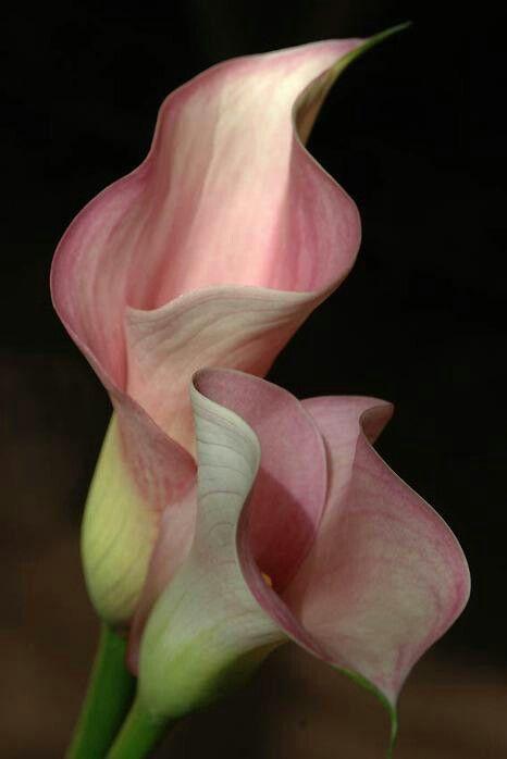 GroveBenchStudio workshop space where corporate flower arrangements are designed and prepared for business delivery